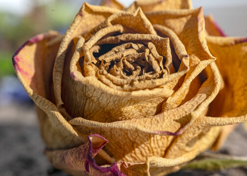 macro photograph of a dried rose blossom, close-up view, dried brown rose,