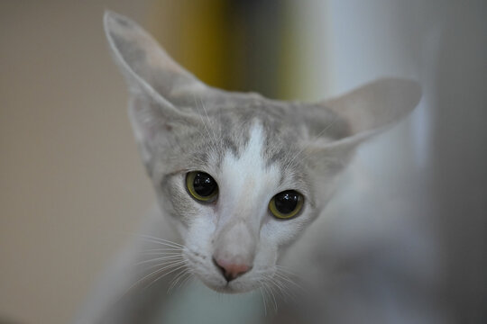 Allphotokz Cats 20241026 5255 Z9 S