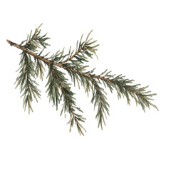 Fototapeta premium Fir branch evergreen spruce vector illustration with natural green needles. Hand drawn botanical conifer element for Christmas, winter, forest and seasonal designs