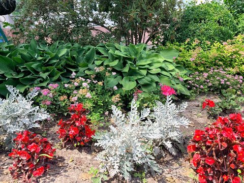 an urban environment. Vibrant garden flower bed featuring silver dusty miller, red begonias, and pink sedum flowers
