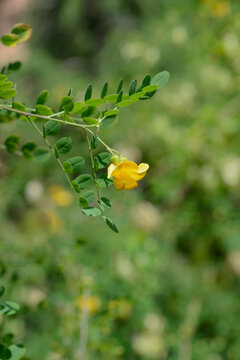 A close up shot of a bright yellow pea like flower on a bladder senna branch with small green leaves against a soft blurred background - latin name - Colutea arborescens