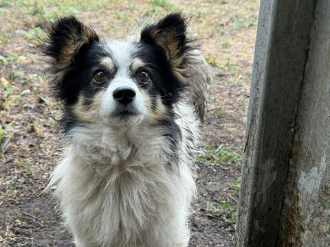 A miserable, deserted dog with soaked, filthy hair