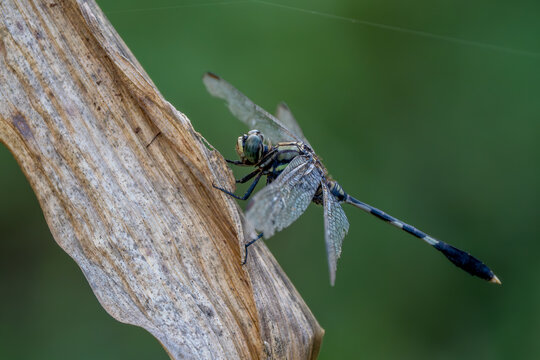 Slender Skimmer - Orthetrum sabina, beautiful large dragonfly native to Asian fresh waters and marshes, Vietnam.