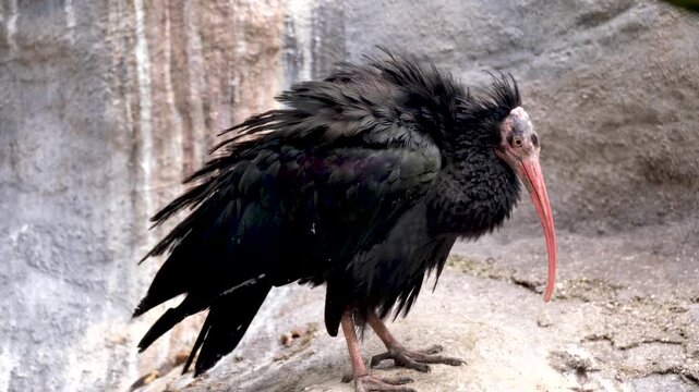 Northern bald ibis standing on a rocky ledge in a natural habitat