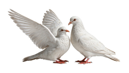 Obraz premium Two white doves with spread wings, isolated on transparent background