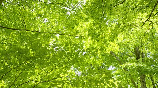 新緑のブナ原生林 宮城県船形山 自然風景
Fresh green beech forest in Mount Funagata, Miyagi Prefecture, Japan