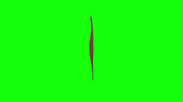 Right Extensor Carpi Ulnaris Rotation Green Screen CC BY