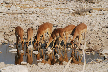 Herd of impala antelopes drinking water at a rocky waterhole in Etosha National Park Africa © Janica