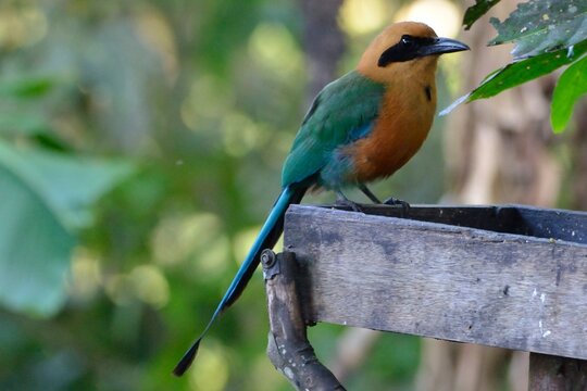 Rufous motmot resting on a wooden feeding platform at the Yellow House Trails, Mindo, Ecuador