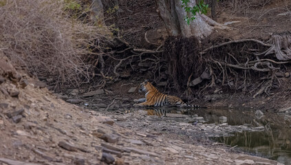 Tigress (Panthera tigris) resting in the forest of panna tiger reserve.