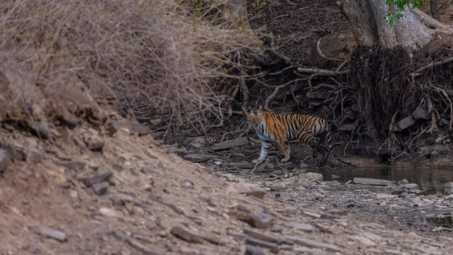Tigress (Panthera tigris) walking in the jungle of panna.