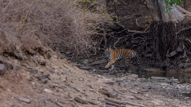 Tigress (Panthera tigris) walking in the jungle of panna.