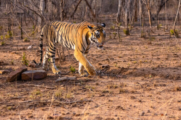 Obraz premium Tigress (Panthera tigris) walking in the jungle of panna.