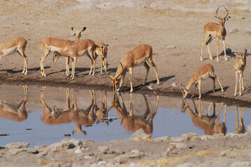 Herd of impala antelopes drinking water at a waterhole in African savanna © Janica