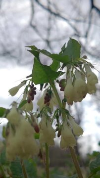 Delicate Comfrey Flowers Swaying Gently in the Spring Breeze, Vertical Close-Up