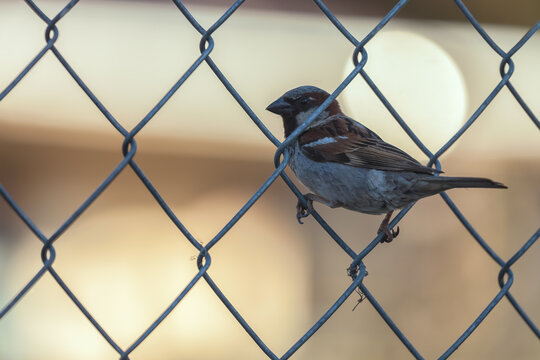 male house sparrow on the fence
