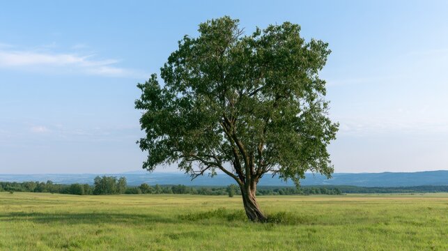 Solitary green tree in a vast grassy field under a clear blue sky