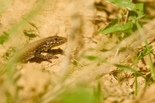 Common wall lizard basking on dry soil among sparse green plants in warm sunlight.