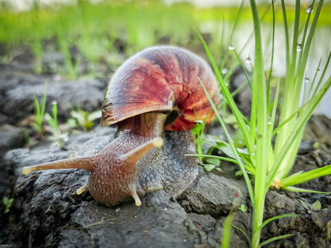 Close Up of Snail Crawling on Natural Green Surface, Detailed Shell and Body Texture