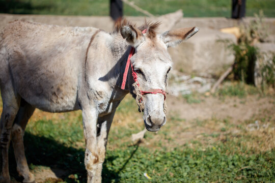 Gray donkey stands in sunlit pasture