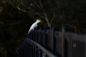 yellow crested cockatoo sitting on a bridge © Lucy Rock