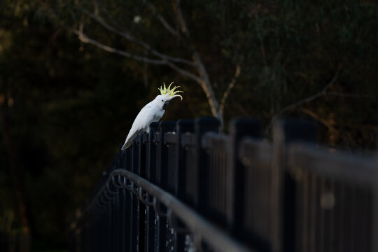 yellow crested cockatoo sitting on a bridge