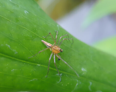 close up photo the Green Jumping Spider also known as Mopsus Mormon.