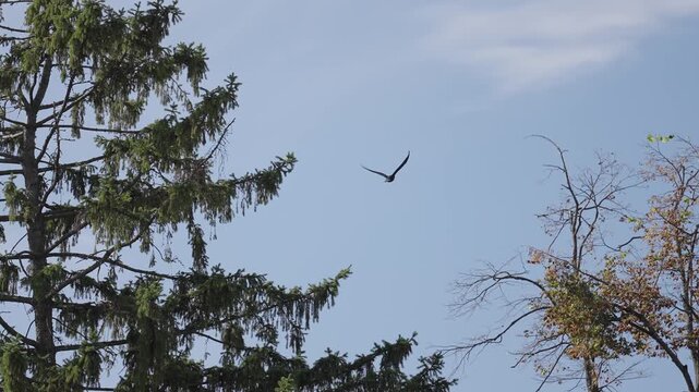 Super slow-motion shot of a bird flying over trees, flapping its wings. Close-up.