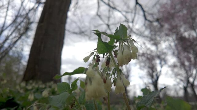 Cinematic close-up of white comfrey wildflowers blooming on a forest floor during springtime, with a low angle perspective and soft focus background.