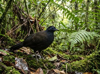 Fototapeta premium A Sumatran ground cuckoo standing alert on a mossy forest floor, showcasing its striking blue facial skin amidst lush green ferns and fallen tropical leaves.