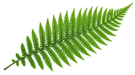Detailed green fern leaf with intricate solated on transparent background © PNG Studio 99
