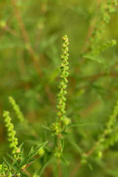 blooming ragweed flower spike close up natural background