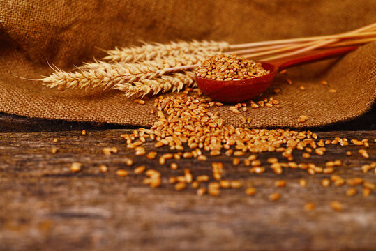 wheat grains in wooden spoon with ears on rustic background