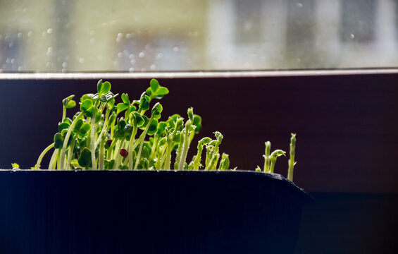 Fresh organic pea shoots and garden cress microgreens growing in black tray by windowsill indoors for healthy vegan lifestyle