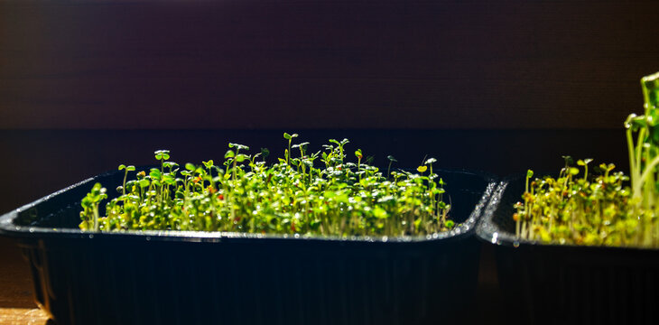 Small green watercress sprouts growing in black plastic tray containers indoors under directional lighting for organic superfood