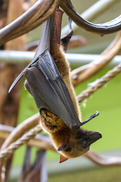 Hanging Bat Resting Upside Down in Natural Habitat Wildlife Photography for Education and Conservation