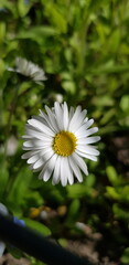 White daisy (Bellis) in green grass (macro, vertical, top view, summer flower background, congratulation) © Irina