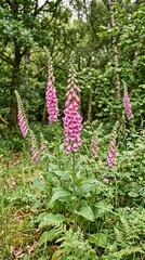 Fototapeta premium Foxglove blossoms glow with radiant tall pink delicate charm