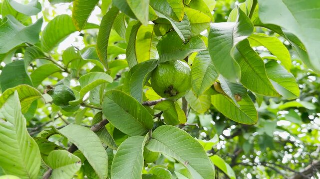 Green guava fruit ripening on a tree branch 4k video footage
