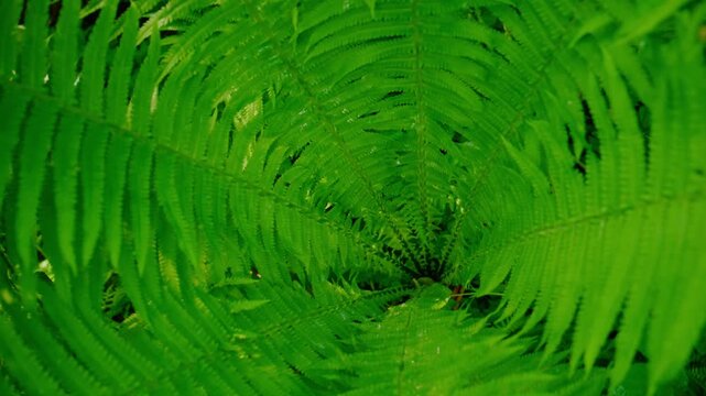 Vibrant green fern leaves fill the frame. Detailed leaf veins show natural texture. Dew drops glisten on leaf surfaces. Shot in soft daylight with depth focus