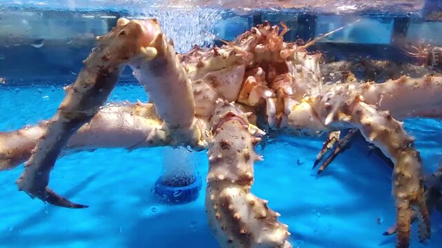 Alaskan king crab in water tank at supermarket seafood section
