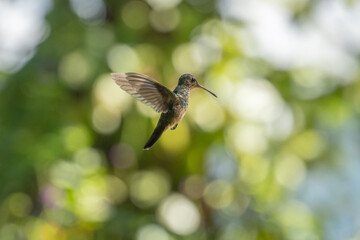 A small hummingbird hovering in flight against a bright natural green bokeh background outdoors © vaclav