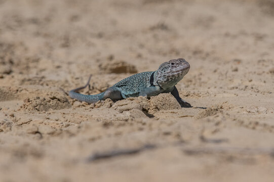 The photo probably shows a collared iguana ( Crotaphytus collaris ), which is easily recognizable due to its distinctive black stripes around its neck