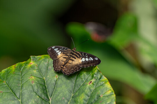 Pictured is a butterfly of the species Parthenos sylvia , also known as the clipper