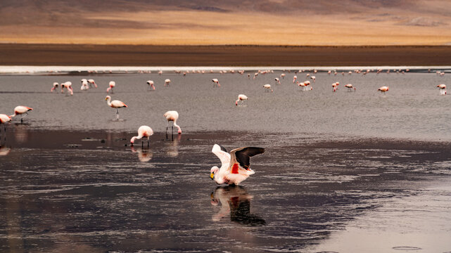 Panorama with a few hundred James and Chilean flamingos in the Canapa Lagoon in the Andes mountain range near the Uyuni salt flat, Bolivia.
