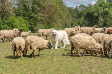 Obraz premium A large fluffy white maremma sheepdog running across a green grassy field with sheepdog, movement