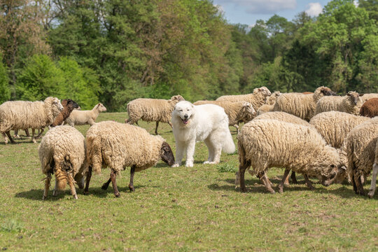 A large fluffy white maremma sheepdog running across a green grassy field with sheepdog, movement