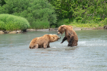 Ruling the landscape, brown bears of Kamchatka (Ursus arctos beringianus) © vaclav