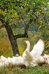 White geese in an orchard © Zsuzsanna Bird