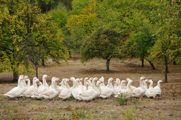 White geese in an orchard © Zsuzsanna Bird